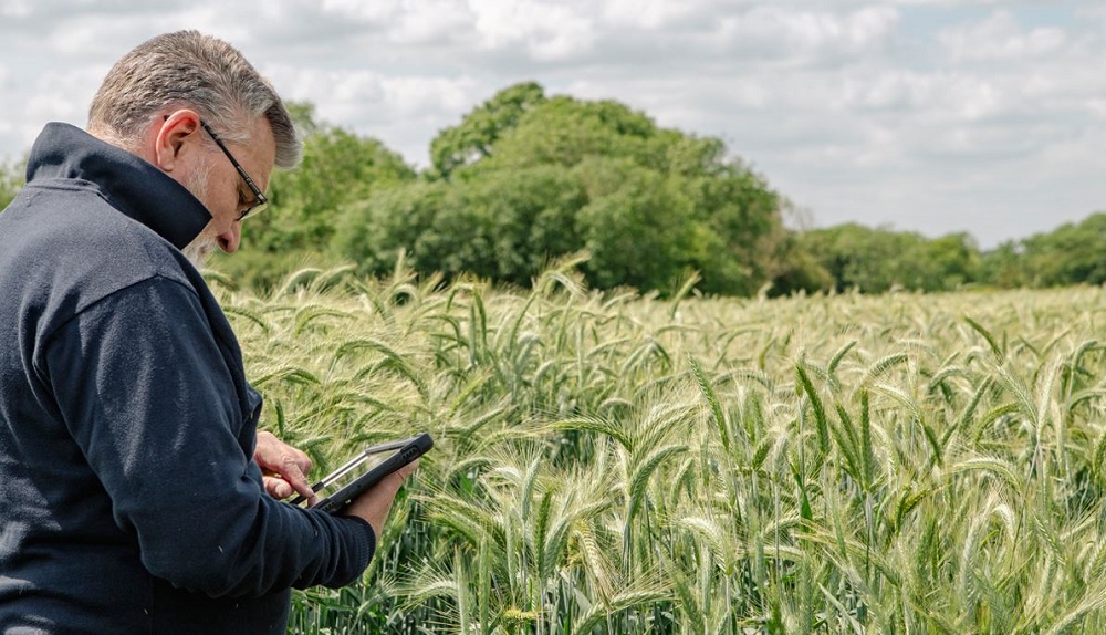 A person using a tablet device in a cereal field 